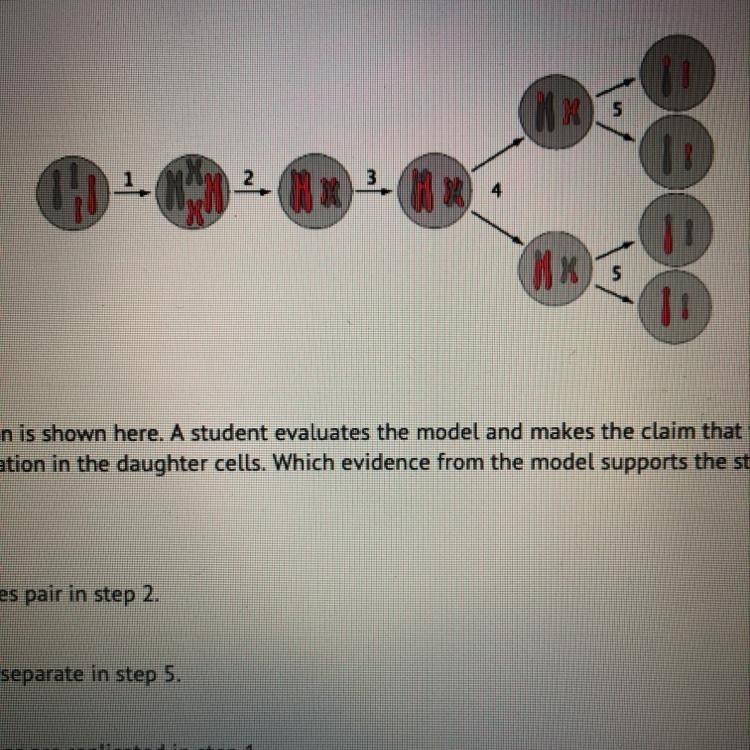 A model of cell division is shown here. A student evaluates the model and makes the-example-1