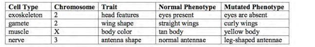 Fruit flies have 3 chromosomes plus sex chromosomes (X and Y). Mutations occurred-example-1