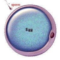 describe how when the sexual reproduction occurs genetic material from both parents-example-1