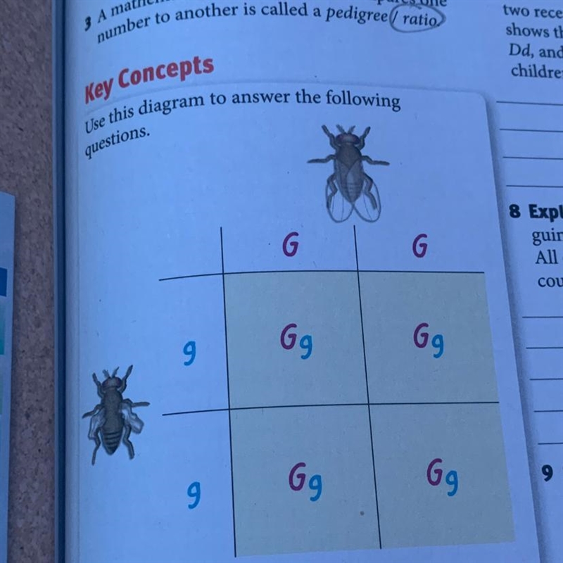 What is the ratio of heterozygous offspring to total offspring in the Punnett square-example-1