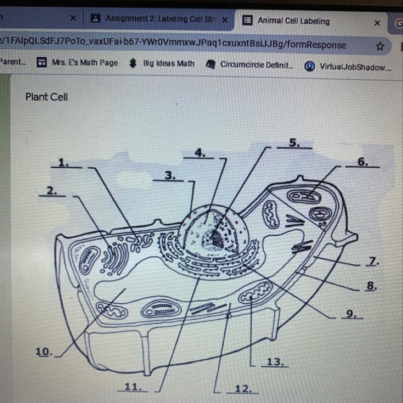 What are the labels of this plant cell-example-1