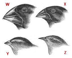 PLEASEE HELPWhile visiting the Galapagos Islands, Charles Darwin noticed several species-example-1