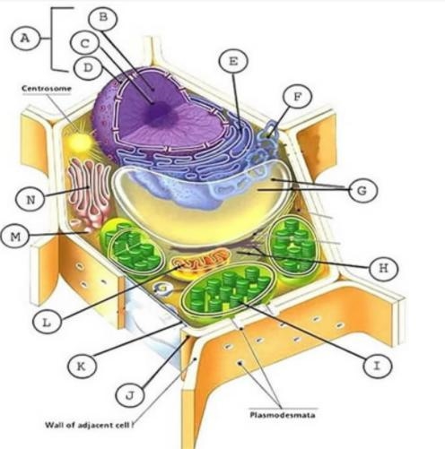 Help me please (What plant cell parts are the letters?)-example-1