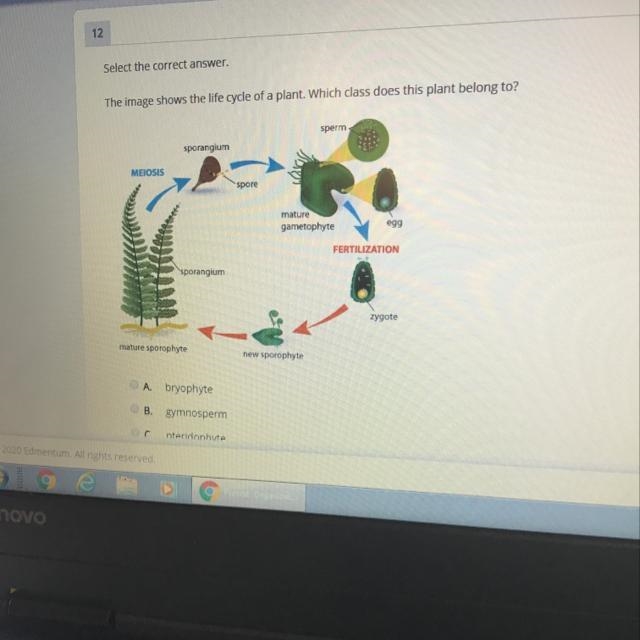 Select the correct answer The image shows the life cycle of a plant. Which class does-example-1