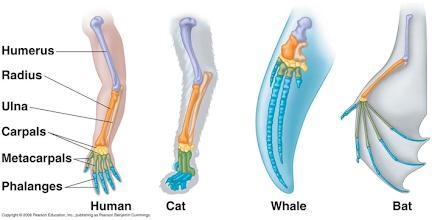 Describe what this picture means about the organisms listed. Use evidence (something-example-1