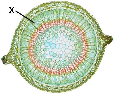 The diagram shows structures found in a seed plant. What is the function of the structure-example-1