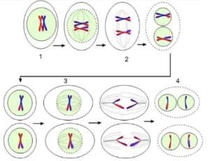 A student is developing a model of sex cell formation. Which of the following conclusions-example-1