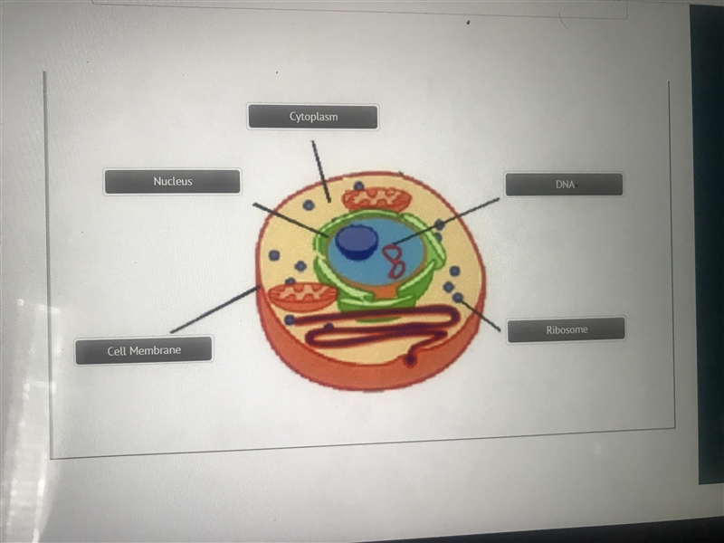 Help science cell is this correct????-example-1