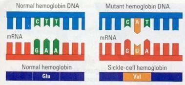 Examine the diagram below A mutation in the hemoglobin Gene cause Sickle-Cell hemoglobin-example-1