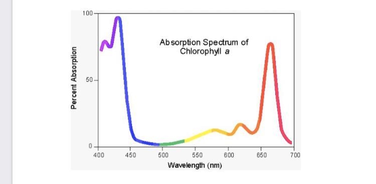 Refer the the graph below showing the absorption spectrum of chlorophyll a. Explain-example-1