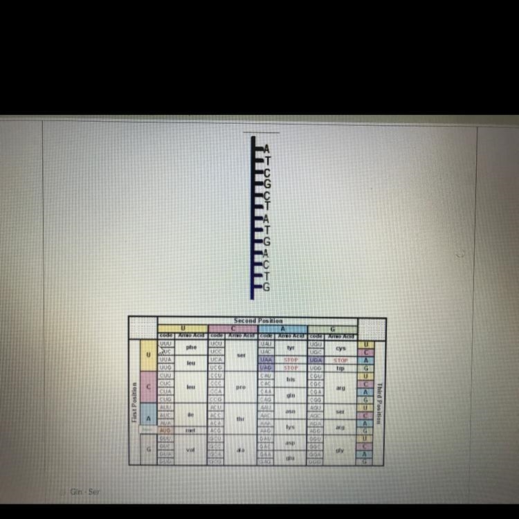 What is the resulting protein that is formed from the single strand of DNA shown below-example-1