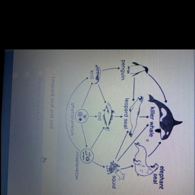 In the marine food web, which organism are considered predators to more than one organism-example-1