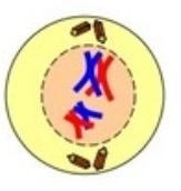 What phase does not occur between meiosis I and meiosis II, which results in haploid-example-1