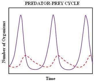 If the solid, purple line represents a prey population (e.g., rabbits) and the dashed-example-1