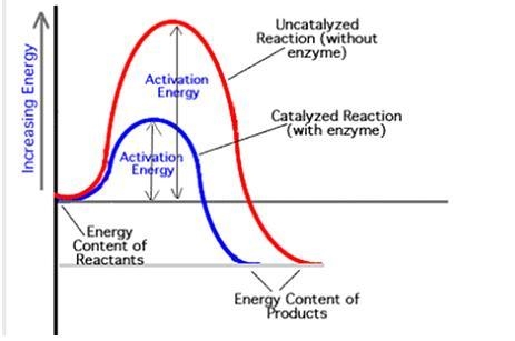 This graph depicts an event that occurs in biological organisms? Which biomolecule-example-1