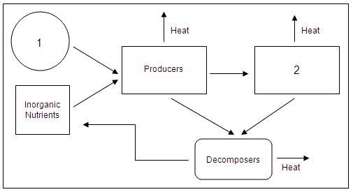 In the following diagram of the energy flow in an ecosystem, what does symbol 1 represent-example-1