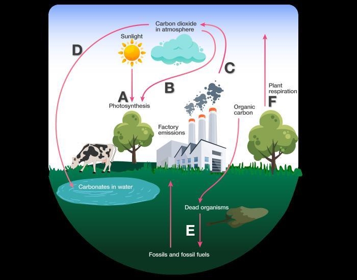 True or False. The arrow labeled A represents a transfer of solar energy to chemical-example-1