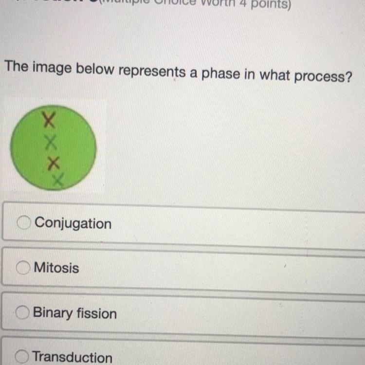 The image below represents a phase in what process? Conjugation Mitosis Binary fission-example-1