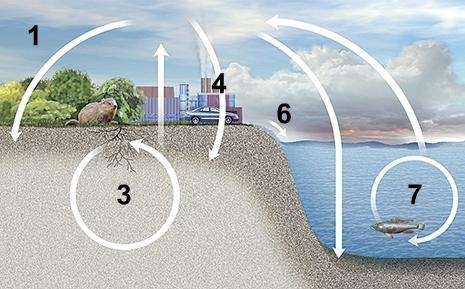 At which point in the nitrogen cycle are nitrogen compounds carried by water from-example-1