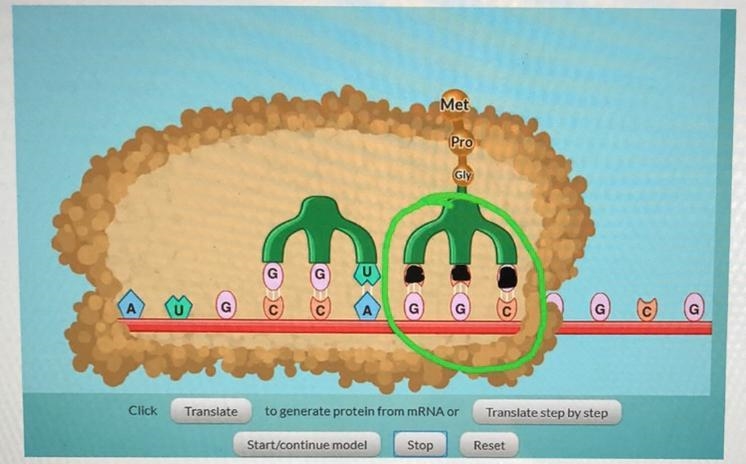 Looking at the picture above, what would be the 3 base sequence on the tRNA molecule-example-1