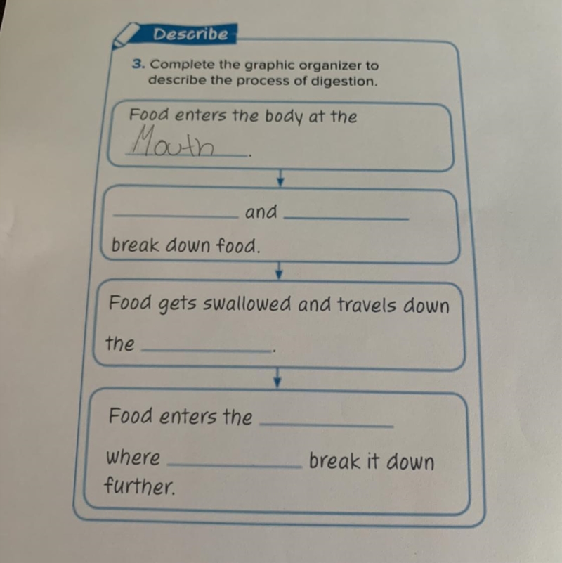 ______ and ______ break down food.-example-1