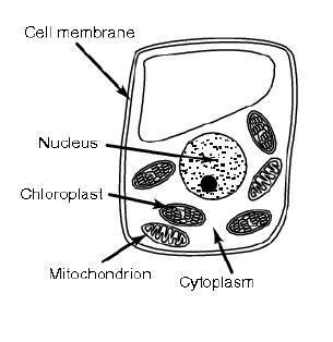 Use the diagram to answer the question. Which two structures help produce energy for-example-1