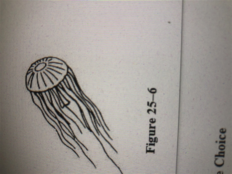 Look at the jellyfish in figure 25-6. How many planes of symmetry could you draw through-example-1