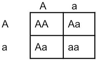 Is this punnet square order correct?-example-1