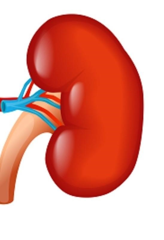 Which level of organization is shown in the diagram? organ tissue organ system cell-example-1