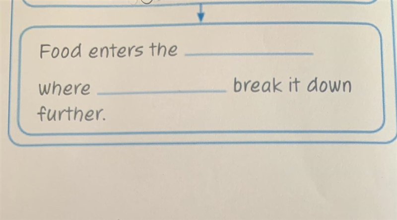 Food enter the _____ where ______ break it down further.-example-1