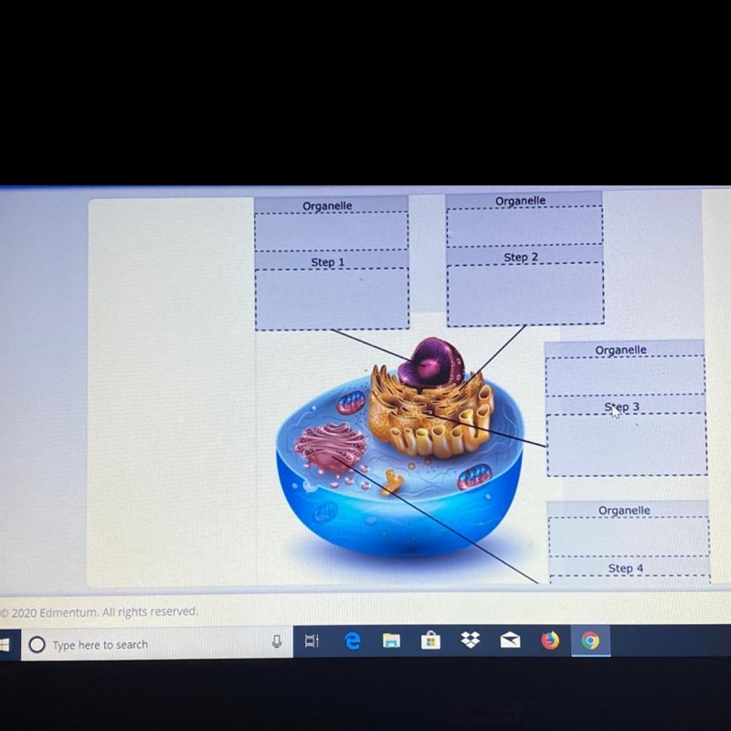 Cell processes and transport-example-1