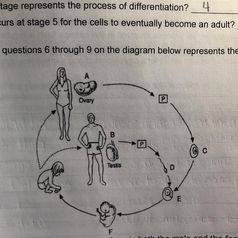 The process indicated by the letter P takes place in both the male and the female-example-1