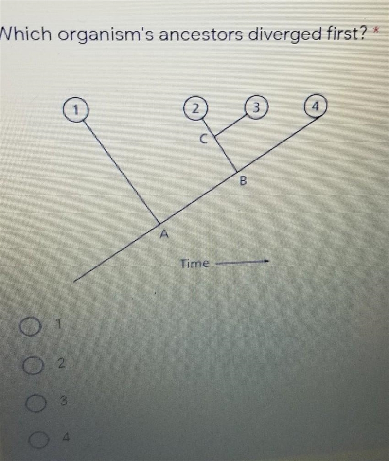 Which organism's ancestors diverged first?​-example-1