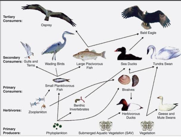 Which organism is a primary consumer in the food web below? a.herbivorous duck b.bald-example-1