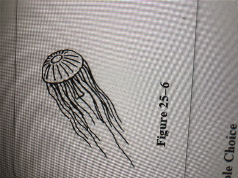 Look at the jellyfish in figure 25-6. How many planes of symmetry could you draw through-example-1