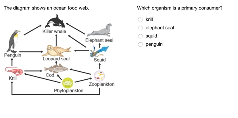 Which organism is a primary consumer? (see attached diagram, please explain answer-example-1