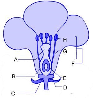 Letter __________ represents the location of the egg in this flowering plant. A) A-example-1