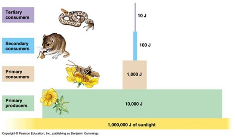 A team of scientists conducted a study of grassland ecosystem and estimated the total-example-1