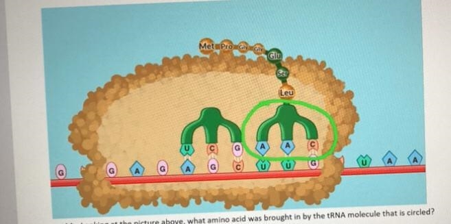 Looking at the picture above, what amino acid was brought in by the tRNA molecule-example-1