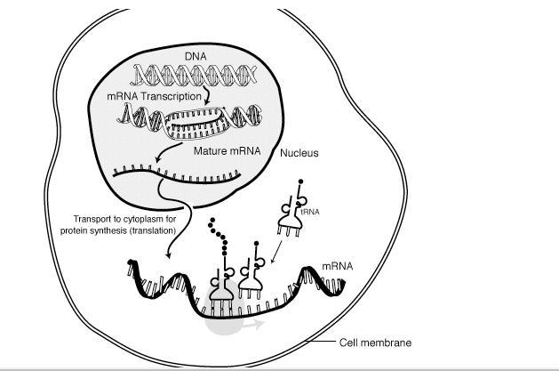 After mature mRNA is created (see first diagram) where might it go (see second diagram-example-1