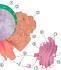 After mature mRNA is created (see first diagram) where might it go (see second diagram-example-2