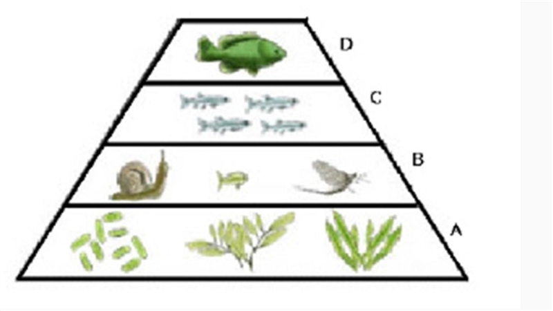 The following is an aquatic ecological pyramid. Which trophic level represents the-example-1