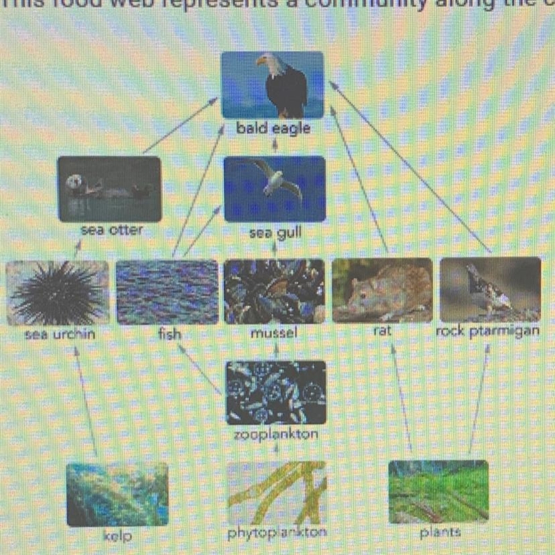 Which food chain is part of this food web? A. Kelp – phytoplankton – plants B, Kelp-example-1