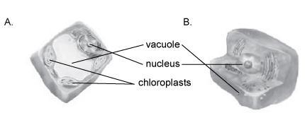 Which cell in this illustration is likely to come from a plant? A. B.-example-1