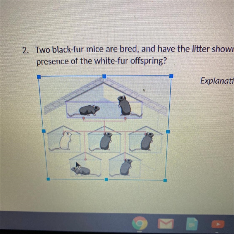 Two black-fur mice are bred, and have the litter shown below. What is the most likely-example-1