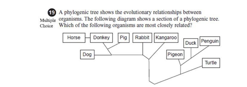 Question 3 options: horse and rabbit dog and kangaroo turtle and penguin pigeon and-example-1