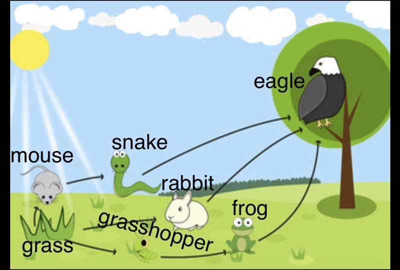 ASAP!!!!!!! which animals are the tertiary consumers in this food web??(see pic)-example-1