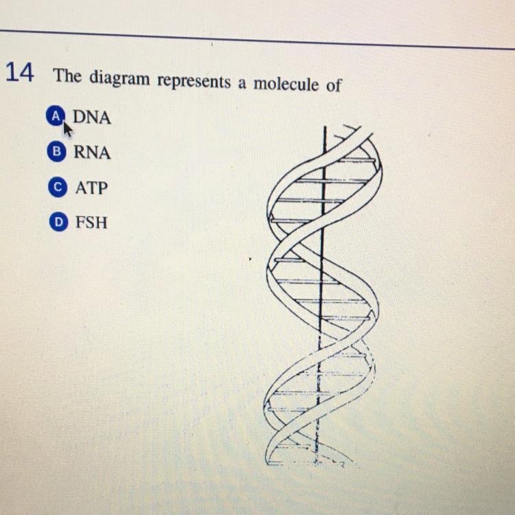 The diagram represents a molecule of A:DNA B:RNA C:ATP D:FSH-example-1