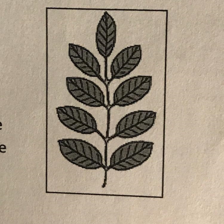 Which best describes the characteristics of this leaf? a. Simple pinnate b. Simple-example-1