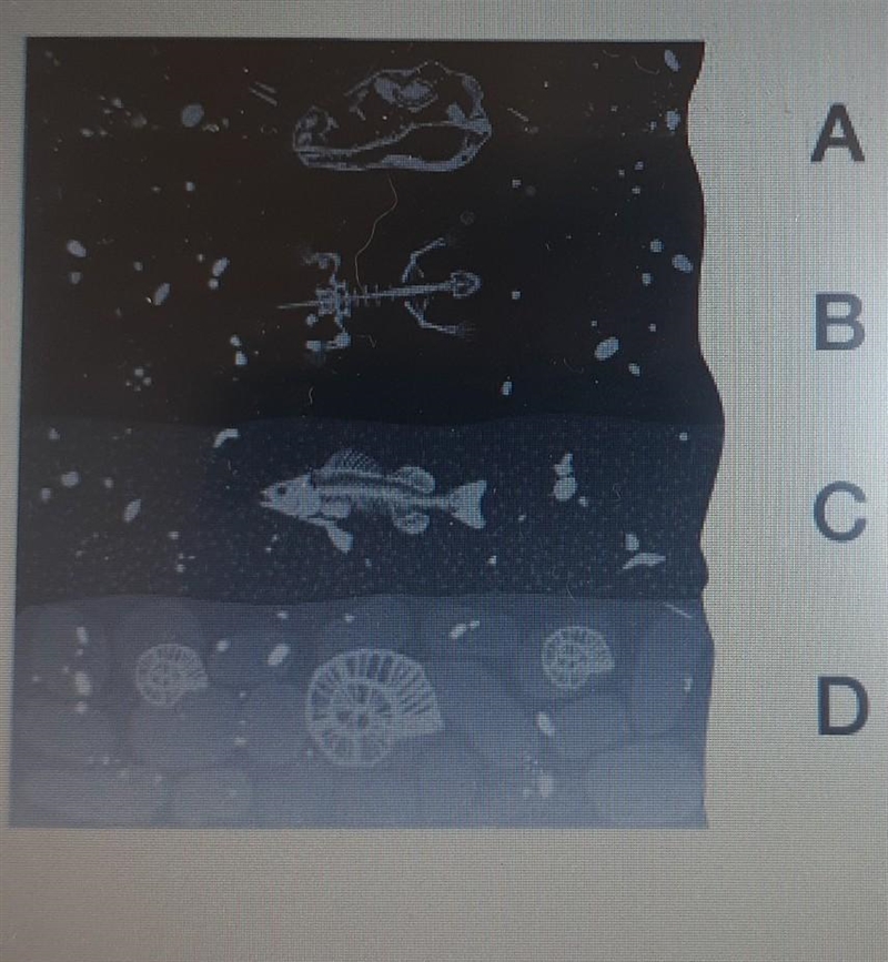 PLZ help! examine the layers of rock. how does layering provide evidence for determining-example-1